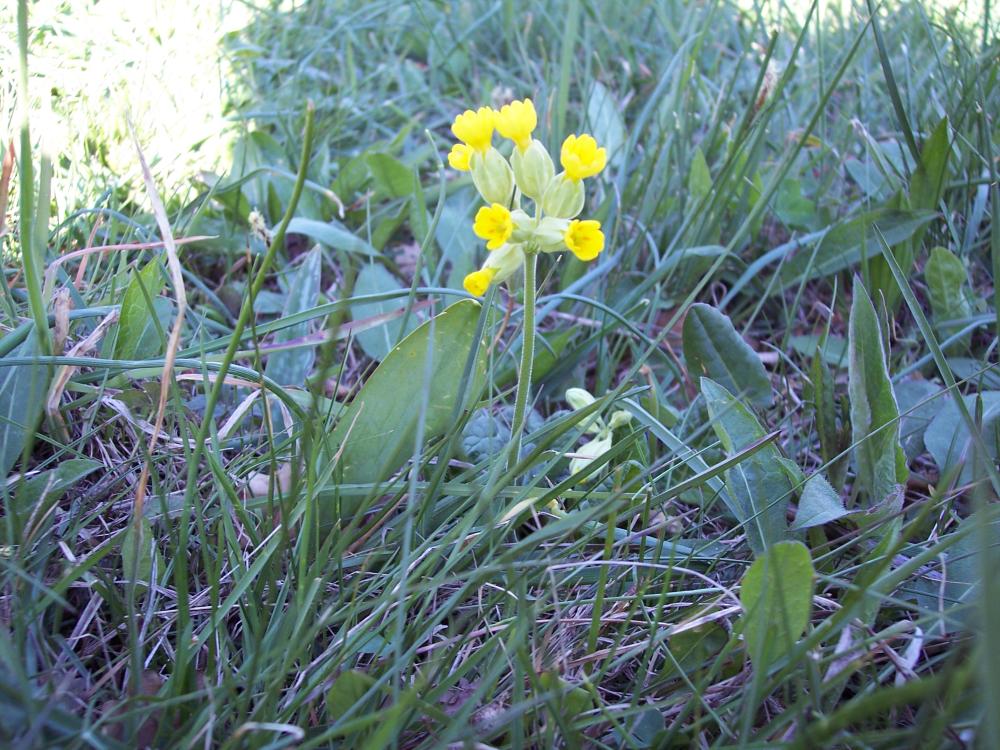 Escursione sul M.te Barro  del 5/4/2008
